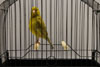 Cinnamon Fife Canary